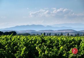 El reposicionamiento en valor de los vinos de  Rioja en los mercados internacionales les coloca ante el consumidor en una situación mucho más acorde con la imagen de calidad y prestigio que transmite la Denominación de Origen más antigua de nuestro país y la más conocida en el mercado exterior