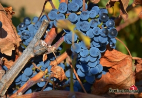 Vínculan mineralidad e interpretación sensorial del vino